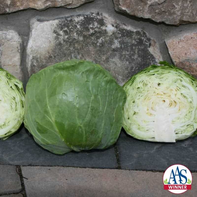 Cabbage
