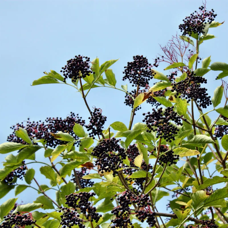 Elderberry